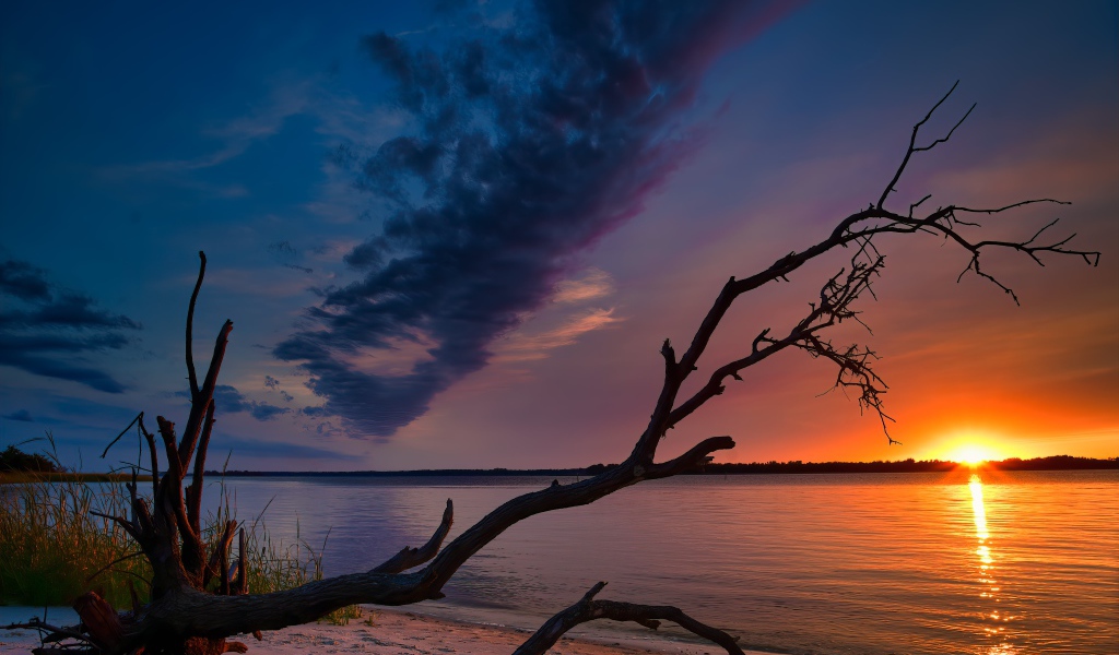 Сухое дерево на берегу озера на закате