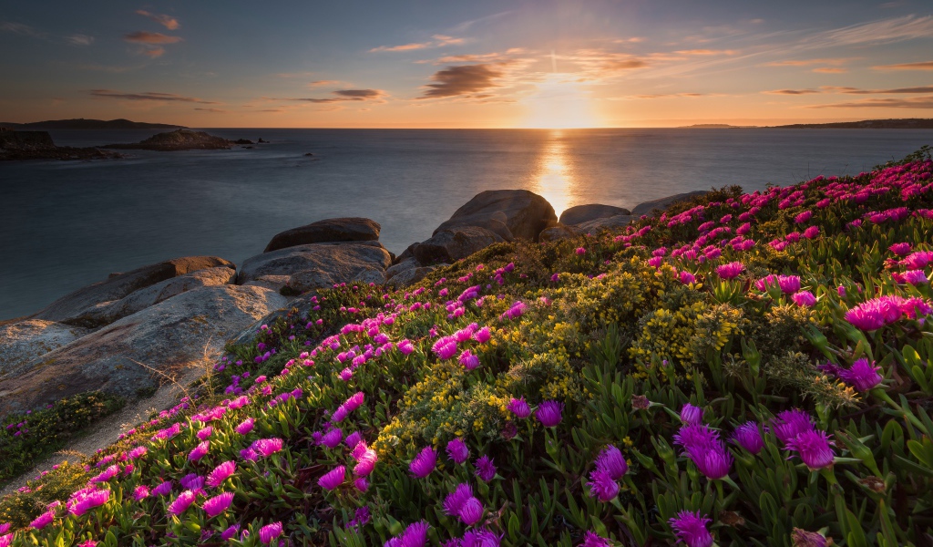 Розовые цветы на берегу моря на закате солнца 