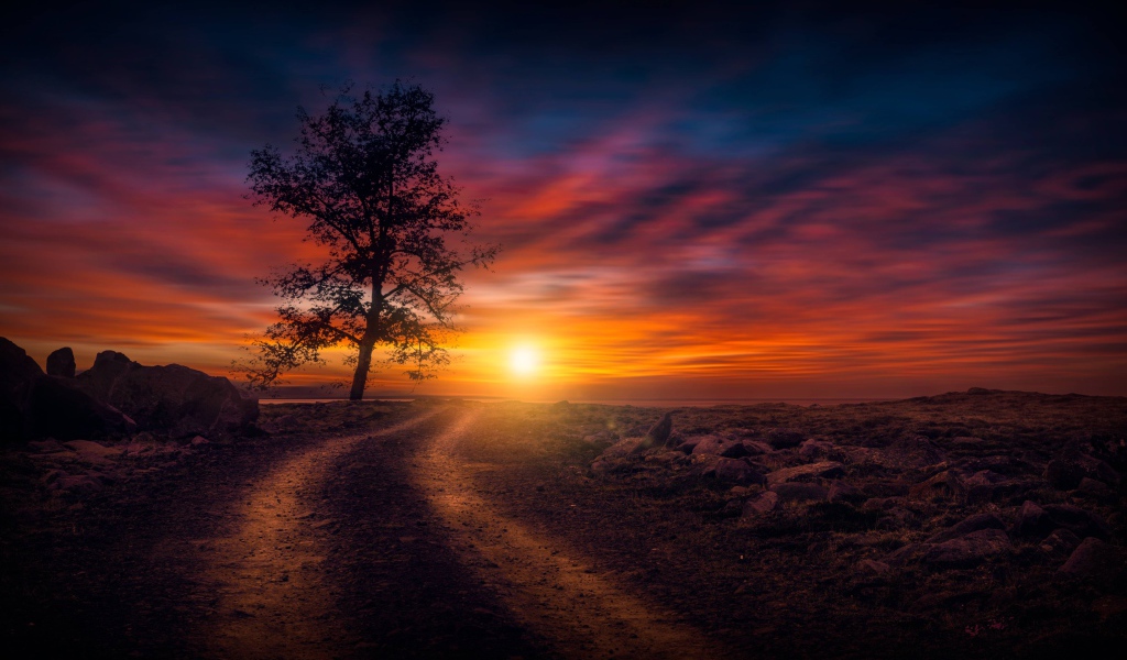 Дерево у дороги на закате солнца в небе 
