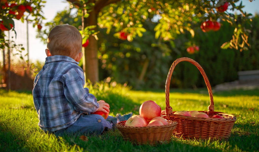 Маленький мальчик с корзиной яблок сидит на зеленой траве