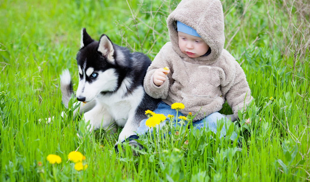 Маленький ребенок сидит в зеленой траве с хаски 