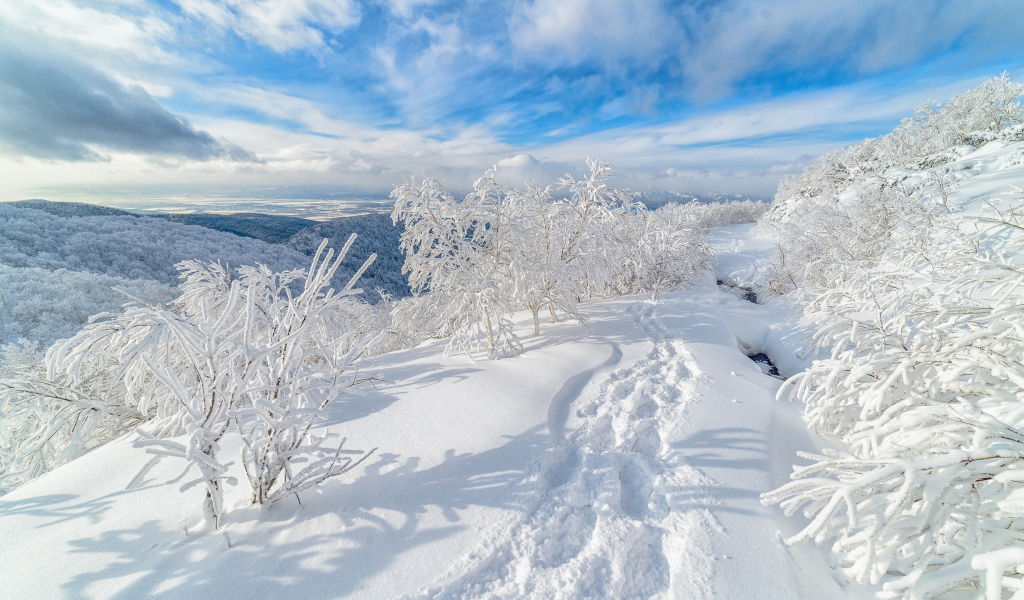 Следы на белом снегу у покрытых инеем деревьев 