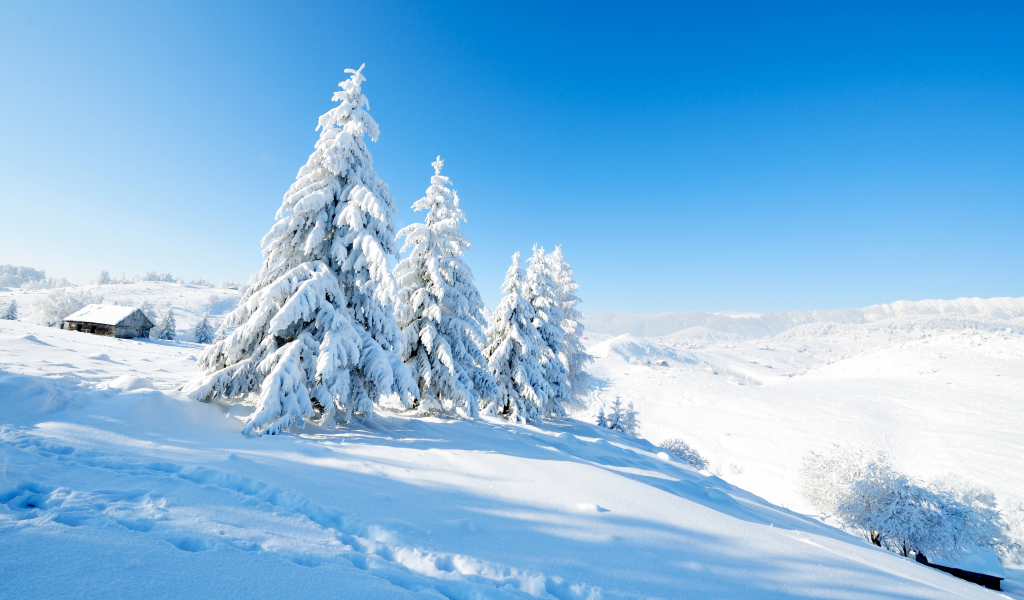 Snow covered fir trees on the hill under the blue sky