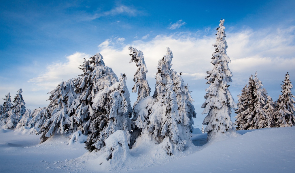 Высокие заснеженные ели под голубым небом зимой