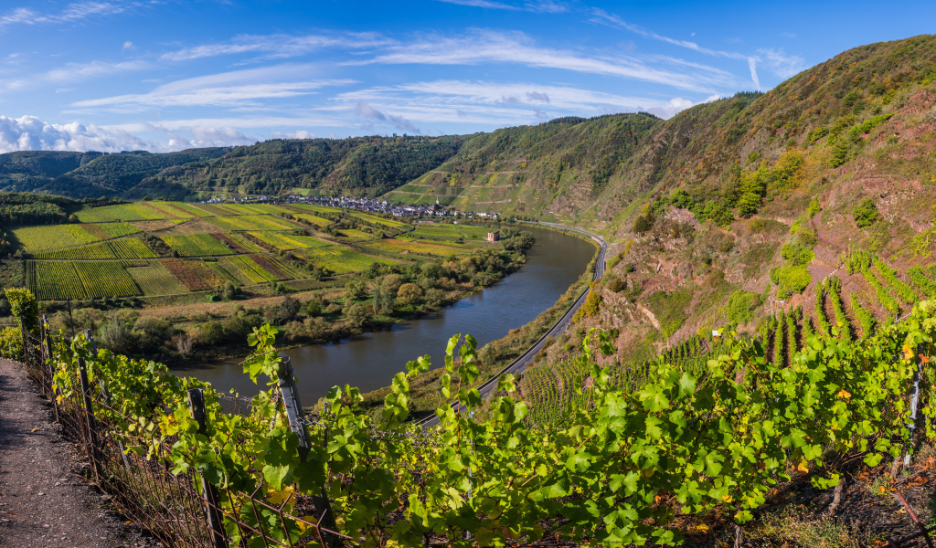 Вид на виноградники у реки под голубым небом, Германия 