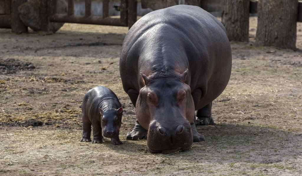 Гиппопотам с малышом в зоопарке 