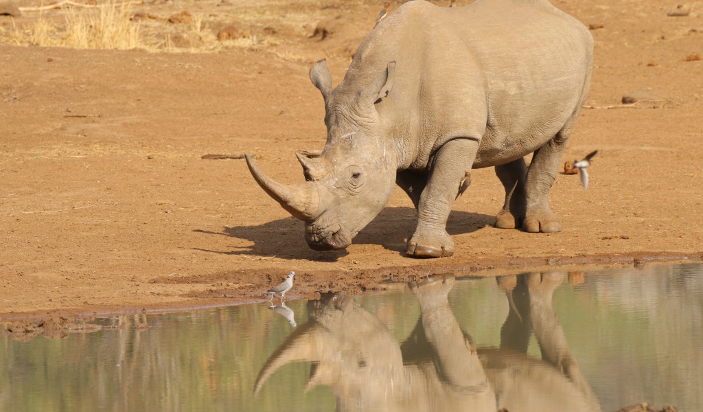 Большой носорог отражается в воде