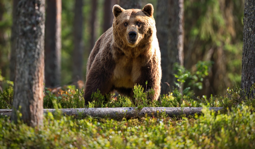 Большой бурый медведь в лесу на траве
