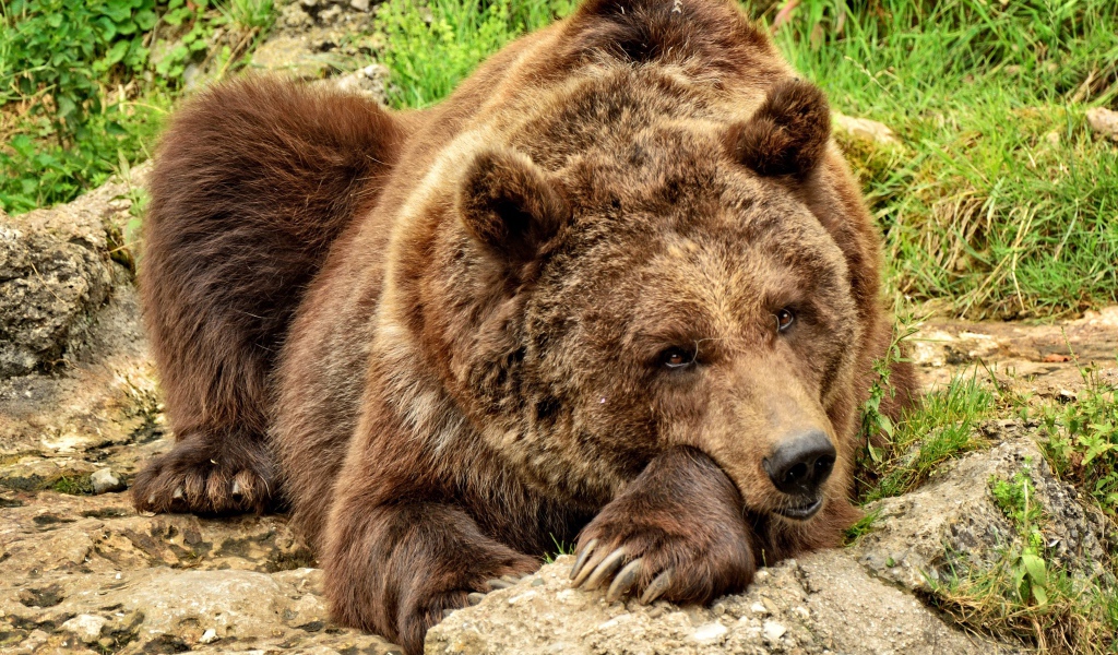 Большой бурый медведь лежит на камне 