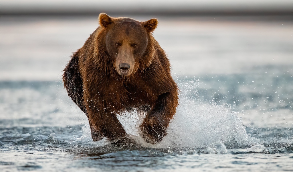 Большой бурый медведь бежит по воде