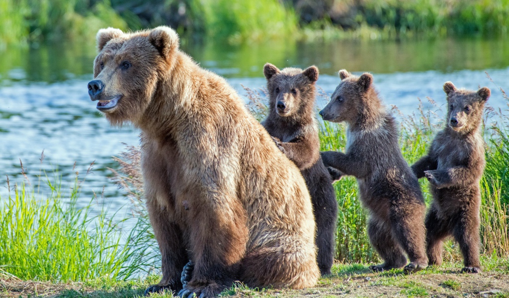 Большая бурая медведица с детенышами у реки