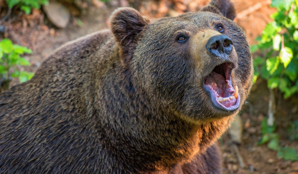 Большой бурый медведь с открытой пастью 