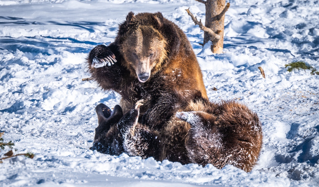 Два бурых медведя дерутся на снегу