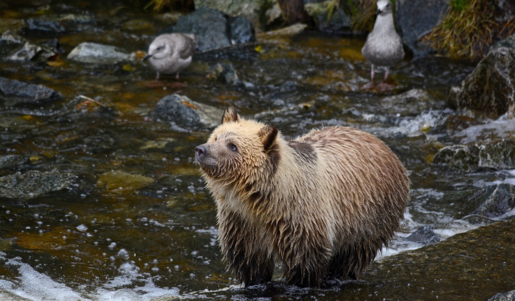 Мокрый бурый медведь охотится в реке 