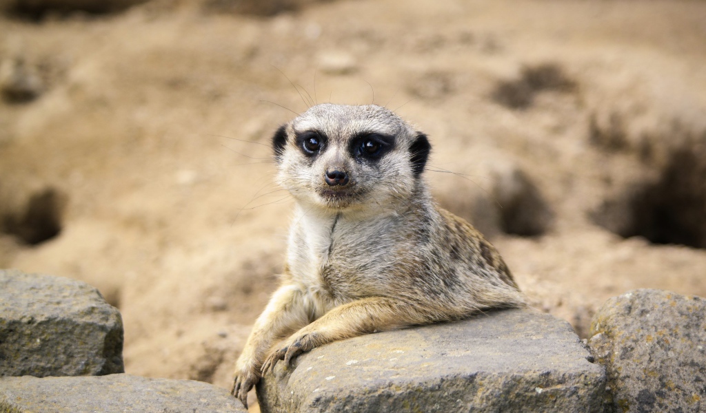 Забавный сурикат лежит на камне 