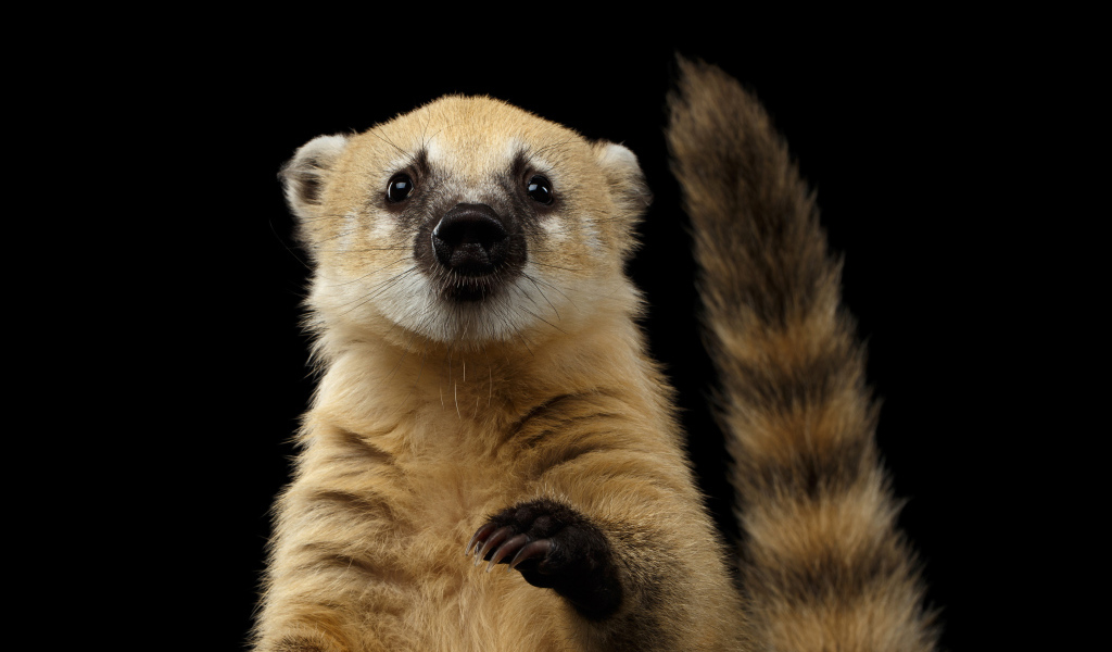 Обыкновенная носуха на черном фоне