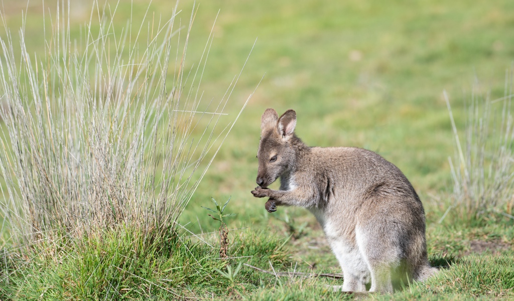 Серый кенгуру сидит на зеленой траве