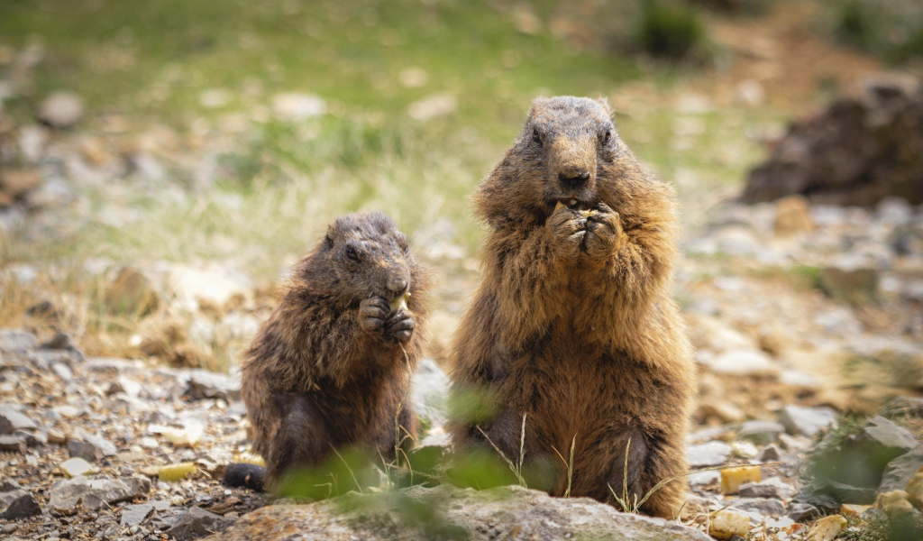 Сурок с детенышем едят корм 
