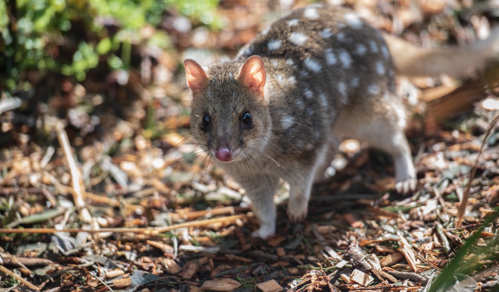 Крапчатая сумчатая куница на земле 