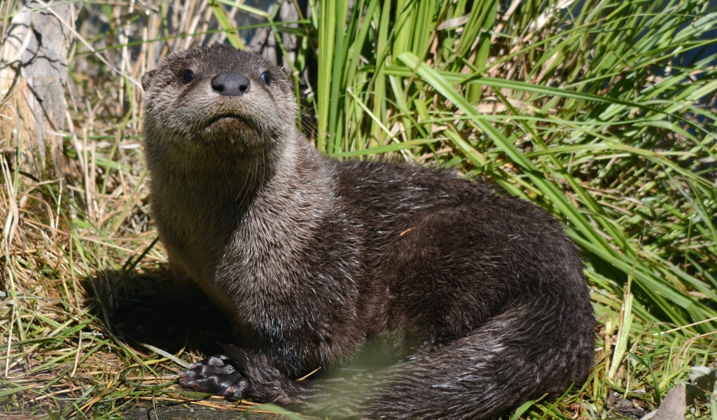 Young otter in the reeds by the water