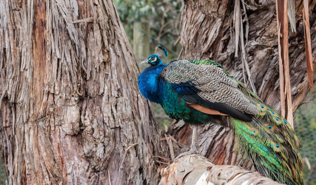 Большой фазан сидит на дереве