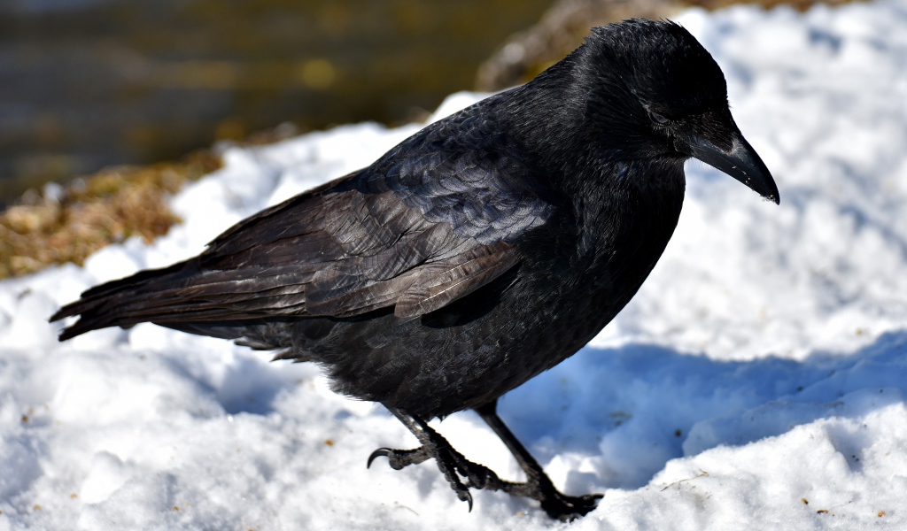 Черный ворон стоит на холодном снегу 
