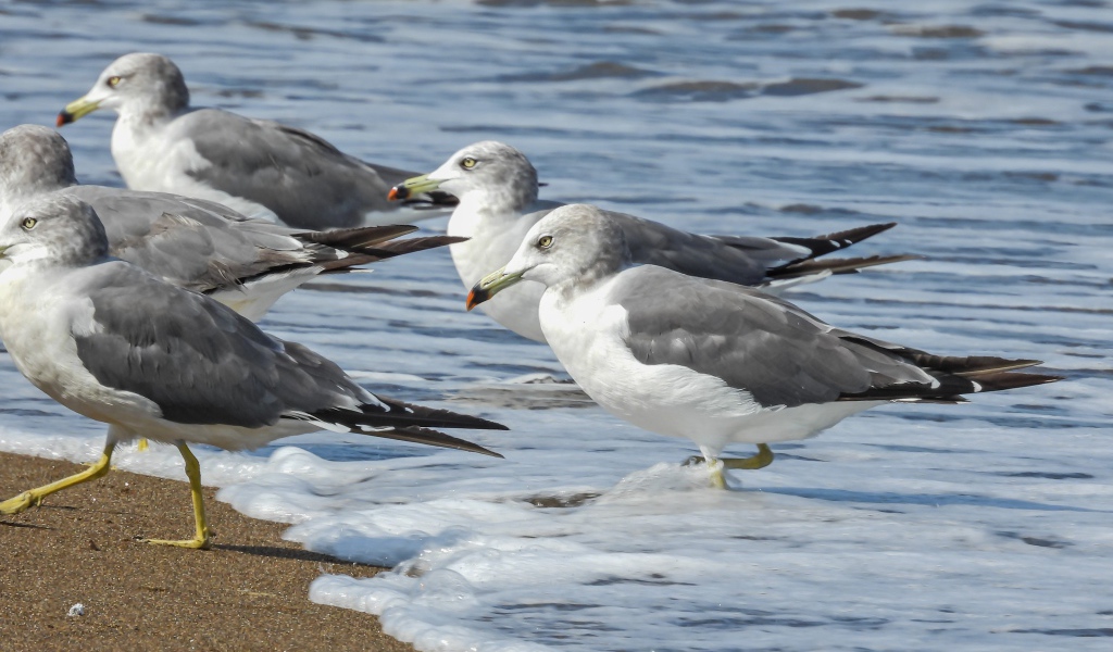 A flock of gray gulls in the water by the sea