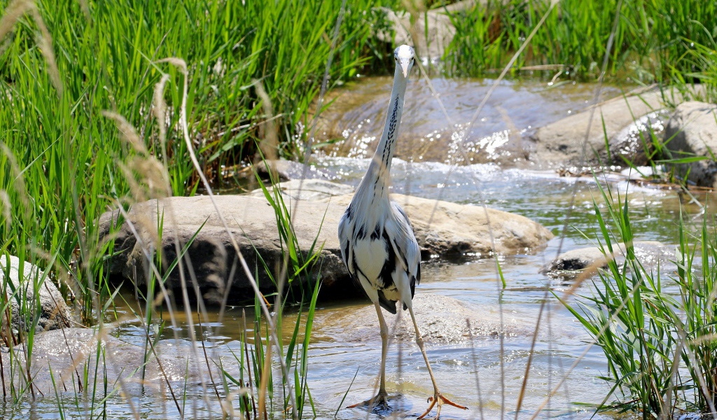 Серая цапля стоит в воде на камне