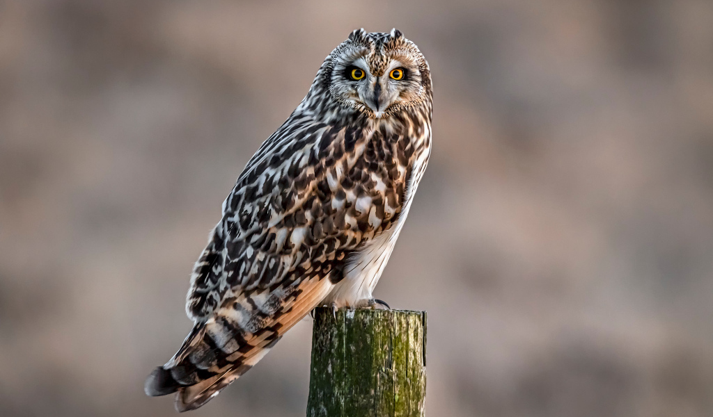 Большая серая птица сова сидит на дереве 