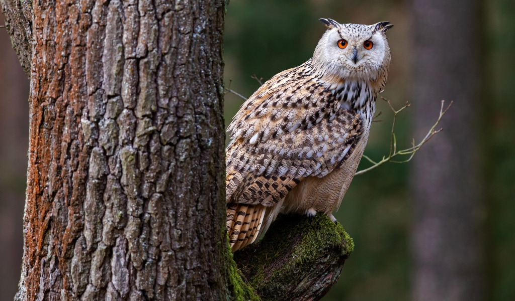 Большая сова сидит на покрытой мхом ветке