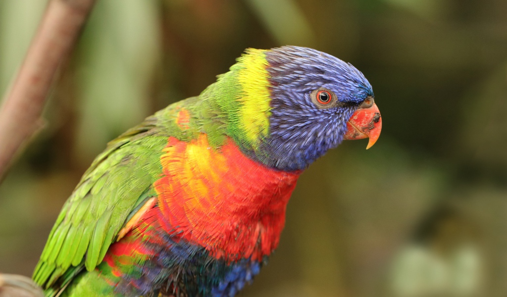 Разноцветный попугай с маленьким клювом 