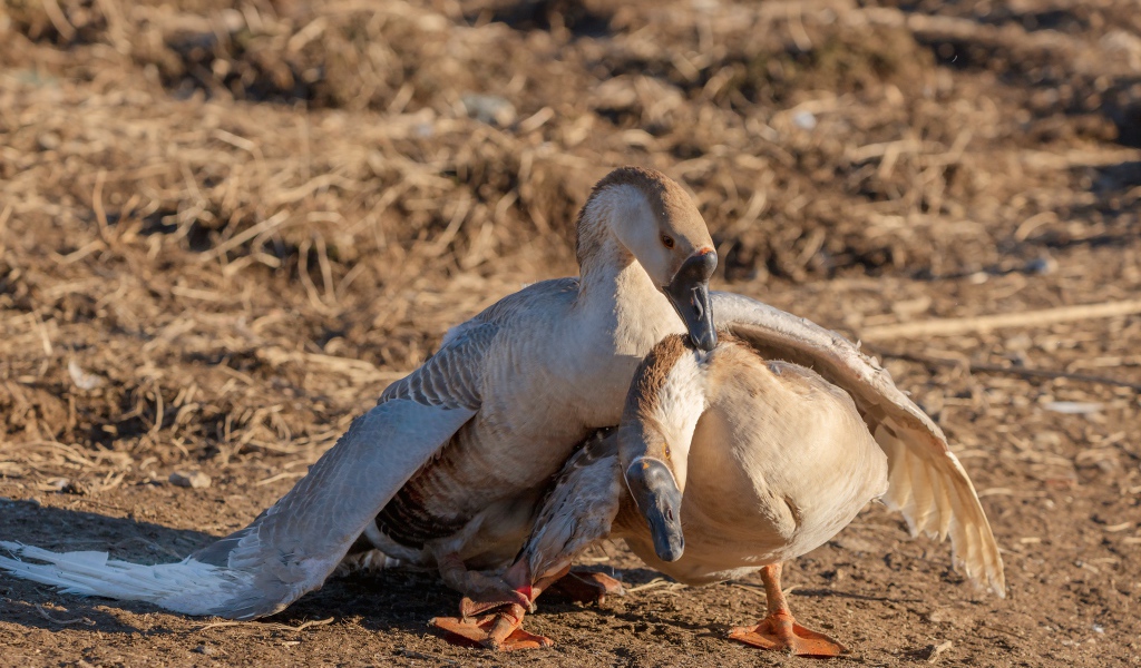 Пара серых гусей в лучах солнца 