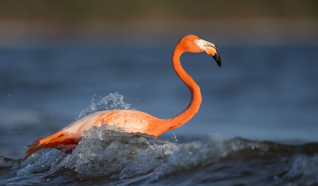 Розовый фламинго с длинным клювом стоит в воде