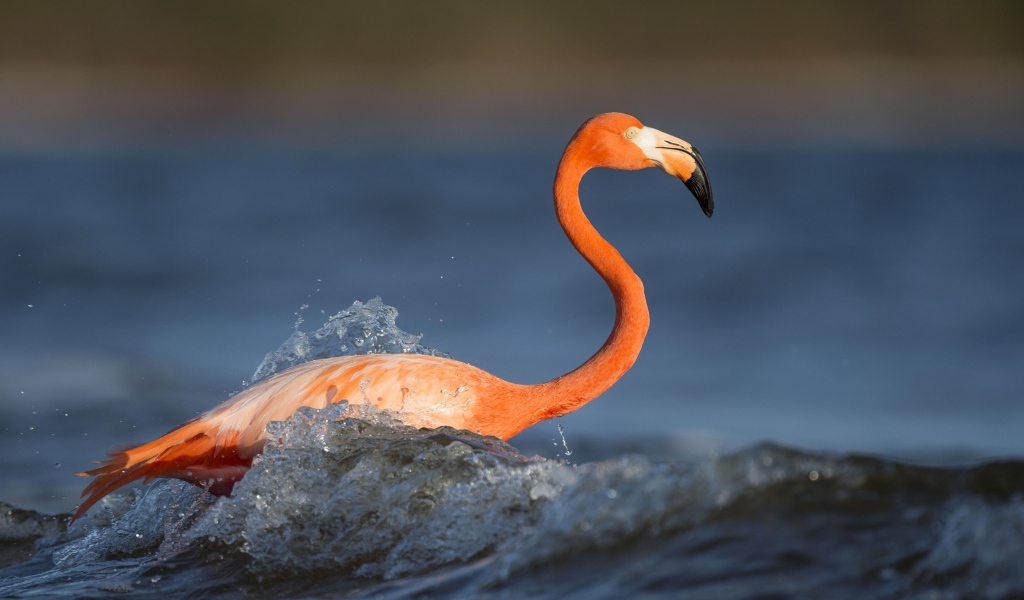 Розовый фламинго с длинным клювом стоит в воде
