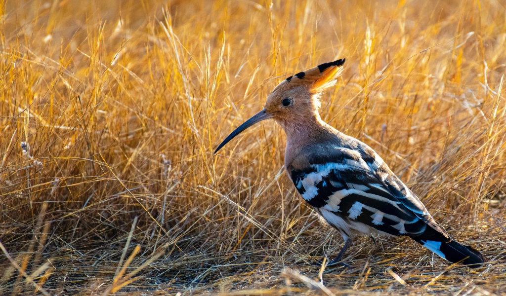 Удод с острым клювом на сухой траве
