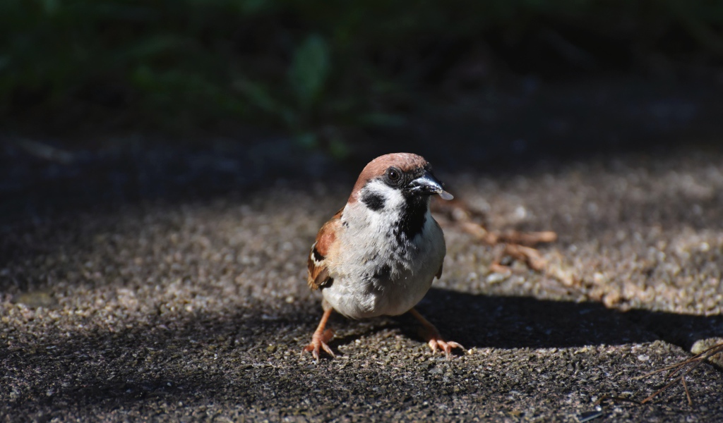 Воробей сидит на асфальте с зерном в клюве 