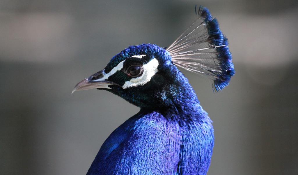 Красивый синий павлин на сером фоне 