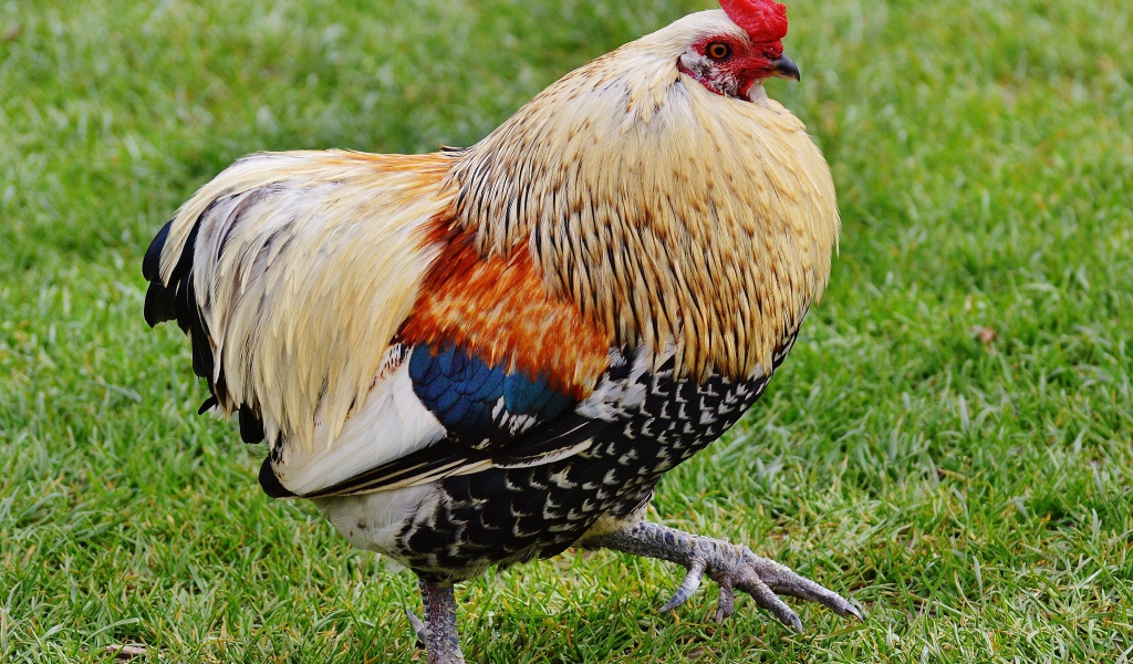 Красивый домашний петух идет по траве 