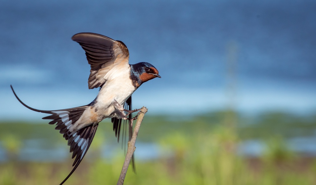 Красивый стриж сидит на ветке 