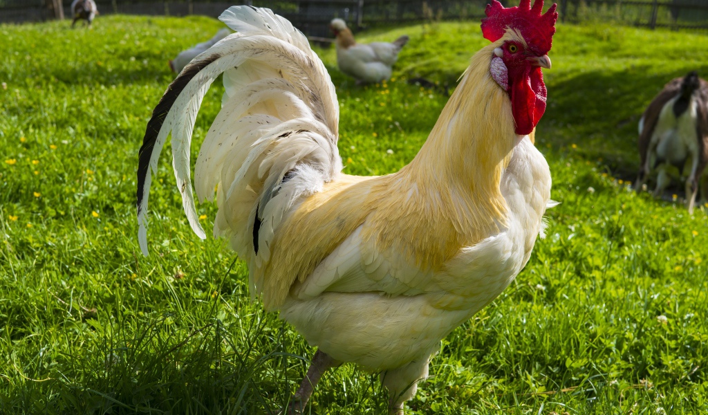 Красивый белый домашний петух на зеленой траве 