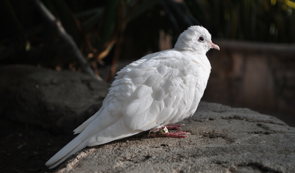 Красивый белый голубь сидит на камне