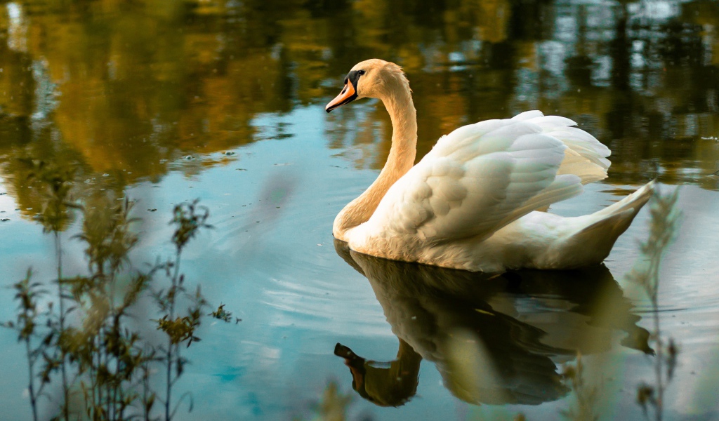 Красивый белый лебедь в холодной воде 
