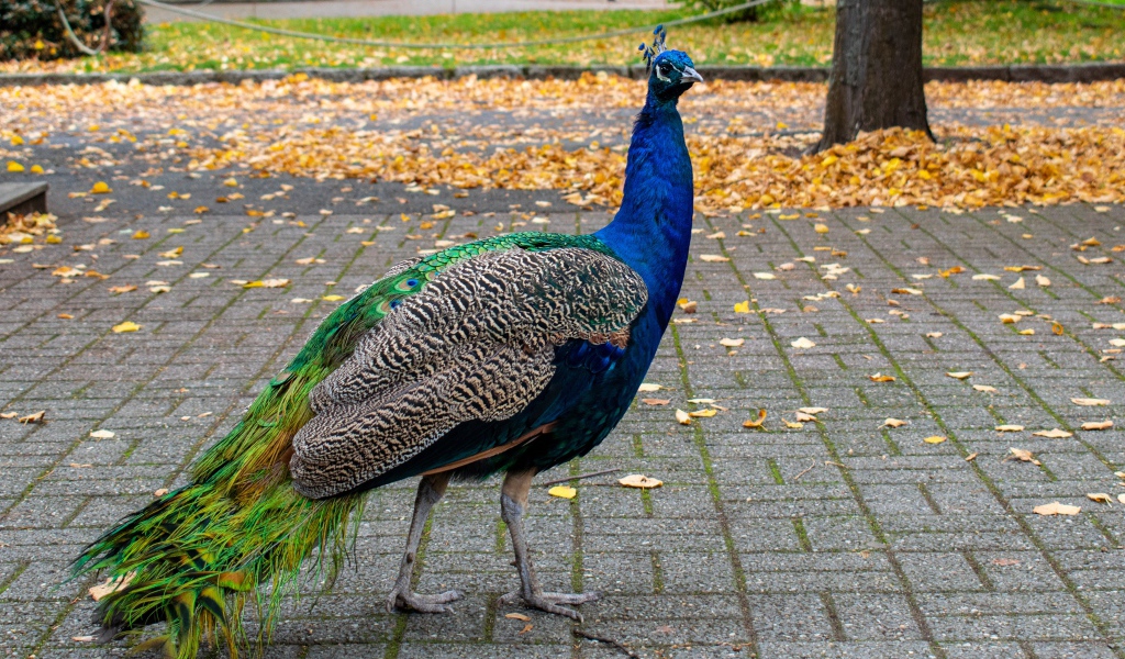 Большой красивый павлин гуляет в осеннем парке