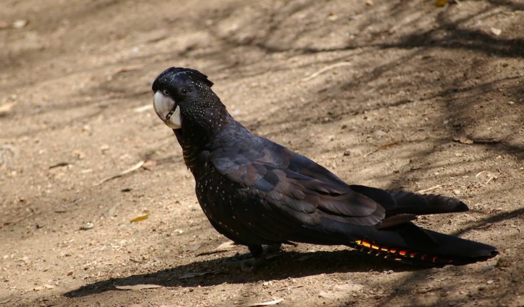 Большой черный какаду стоит на земле 