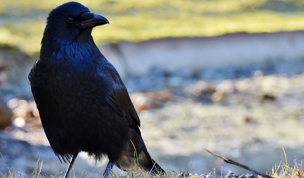 Большой черный ворон крупным планом