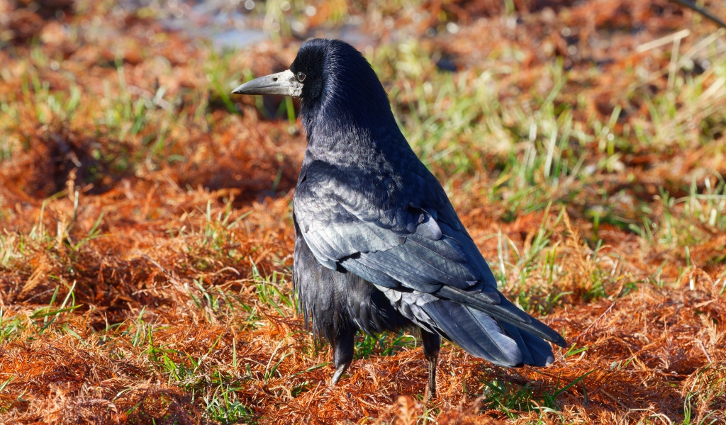 Большой черный ворон на траве 