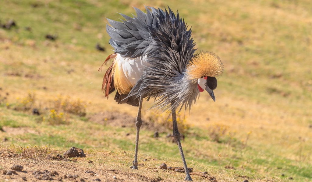 Большой серый журавль на земле 