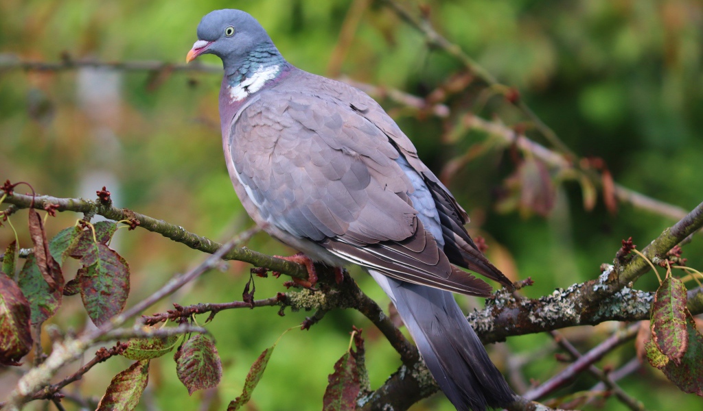 Big gray pigeon sitting on a tree branch