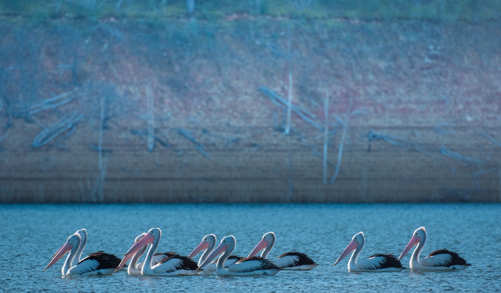 Большие пеликаны в воде 