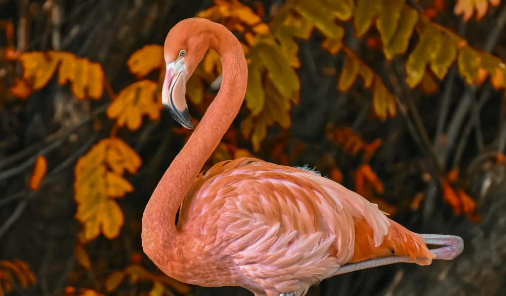 Большой розовый фламинго на фоне листьев 